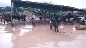 Reportan desbordes y caída de huaycos en diversos sectores 𝗜𝗻𝘁𝗲𝗻𝘀𝗮𝘀  𝗹𝗹𝘂𝘃𝗶𝗮𝘀 𝗮𝗰𝘁𝗶𝘃𝗮𝗻 𝗾𝘂𝗲𝗯𝗿𝗮𝗱𝗮𝘀 𝗲𝗻 𝗣𝗮𝗹𝗽𝗮 𝘆  𝗡𝗮𝘀𝗰𝗮 Desde las 2:30 de la tarde de ayer la población de Tibillos  vivió momentos de