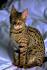 Savannah cat Size, owners want their Savannah cats to be big