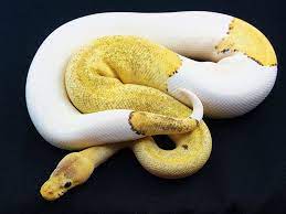 Pastel Champagne Pied Python Regius Ball Python Ball Python Morphs
