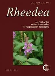 Image result for Ipomoea tenuipes