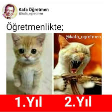 Kedi Cats Catstagram Komedi Komik Okul Ogrenci Ogretmen Mizah Saka Komedi Kafa Ogretmen Komik Seyler Komik Capsler Komik Goruntuler