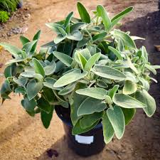 Image result for Phlomis fruticosa