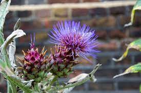 Buy Cardoon Artichoke Seeds Grow Food Guide