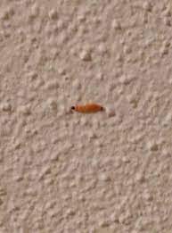 Es gibt zahlreiche insekten, deren nachwuchs als maden im haus unterwegs sind. Orange Larven Im Haus Was Tun Schadlinge Wurmer