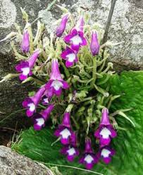 Image result for Streptocarpus buchananii