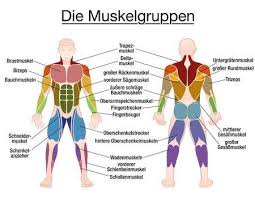Muskel Diagramm German Labeling Wichtigste Muskeln Des Menschlichen Korpers Farbige Vorder Und Ruckansicht Isoliert Vektor Illustration Auf Weissem Hinte Muskeln Menschlicher Korper Anatomie Wadenmuskeln