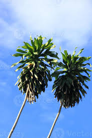 Image result for Dracaenaceae