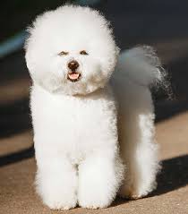 19 milwaukee teddy bear puppies. Teddy Bear Dog Breeds The Pups That Look Like Plushies