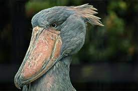 The Terrifying Shoebill Stork Is Real | by Joe Scaglione | The Technical |  Medium