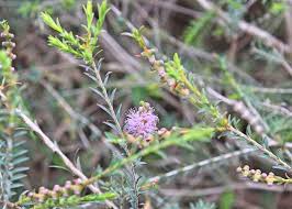 Image result for Melaleuca decussata