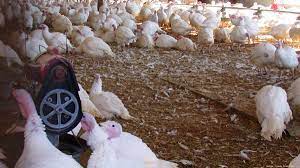 I want to present an honest picture of life on a small farm or homestead. Sho Nuf Turkey Farm Property In Howard County Bought By Maple Lawn Developer Baltimore Business Journal