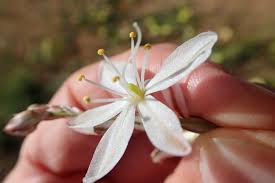 Image result for Chlorophytum affine