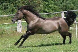 Black And Brown Quarter Horse Brown Points Instead Of Black Horses Quarter Horse Quarter Horse Stallion