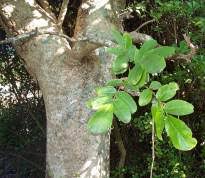 Image result for Kigelia africana