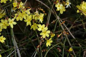 Image result for Jasminum nudiflorum