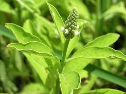 Image result for Sphenocleaceae