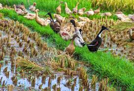 Farmers across China, Japan, Iran and France are using ducks ...