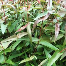 Ideal for massage after activity. Eucalyptus Radiata Essential Oil Heritage Oils