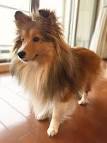 Shetland Sheepdog and Rough Collie, Pets Brantford ...