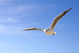 Free Images Birds In Flight Animal Photography Bird Flying Gull Seagull Sky Fear Of Flying Free Photos Birds Flying