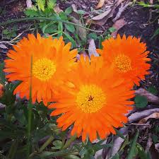 Image result for Hesperantha longicollis