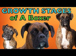 The Growing Stages Of A Boxer 2 Months 2 Years Brock The Boxer Dog