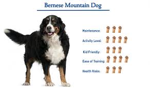 Bernese mountain dog puppies are adorable balls of fluff, but don't be fooled into taking home more than one! Bernese Mountain Dog Everything You Need To Know At A Glance