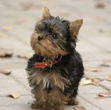 Teacup Yorkie The Pocket Sized Yorkshire Terrier