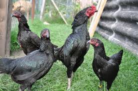 Harga Jual Ayam Dan Jenis Jenis Shamo Ori Jepang Image Animals Agen