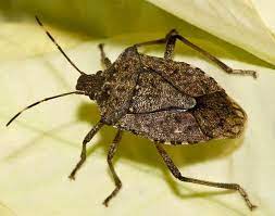 Questioning how long do bed bugs live is no longer necessary with this guide that answers every question about killing bed bugs for good. Managing Brown Marmorated Stink Bugs In Homes Gardening In Michigan