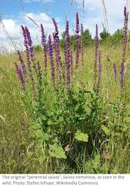 Image result for Salvia