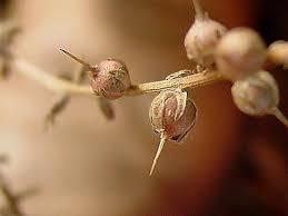 The flowers resemble sweet peas, without scent. Plantfiles Pictures Lysimachia Species Purple Gooseneck Loosestrife Lysimachia Atropurpurea By Htop