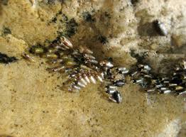 Image result for Erythrocephalum decipiens