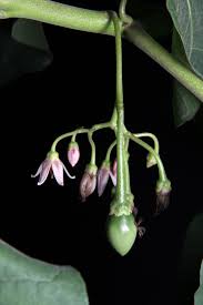 Image result for Solanum betaceum