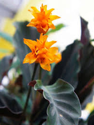 Wählen sie ihre nächste destination ! 20 Flowering Houseplants That Will Add Beauty To Your Home Orange Plant Container Gardening Flowers Flowering House Plants