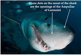 What are the ampullae of lorenzini? Helentheshark On Twitter Black Spots Near A Shark S Nose Eyes And Mouth Are The Ampullae Of Lorenzini Special Electroreceptor Organs That Allow Us To Sense Electromagnetic Fields Temperature Shifts In