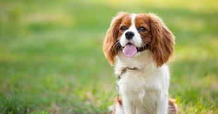 All our kingdomcavs are raised in our loving family home. Cavalier King Charles Spaniel Pdsa