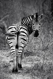 Daniel Botelho Animals Animals Animals Beautiful African Animals