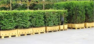 This beauty requires minimal effort. Fast Growing Hedges For Privacy Instanthedge Blog