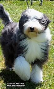 I Just Can T Stop Loving You Dog Bearding Bearded Collie Dogs