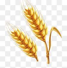 Cartoon Farm Golden Wheat Vector Png Farm Cartoon Wheat Golden Ear Png Transparent Clipart Image And Psd File For Free Download Wheat Vector Golden Wheat Wheat