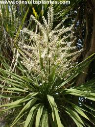 Image result for Cordyline australis