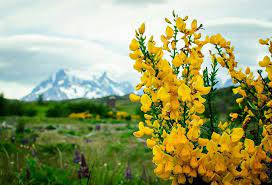 Pin On Scotch Broom