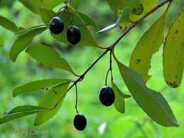 Image result for Elaeodendron