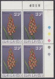 Image result for Disa welwitschii