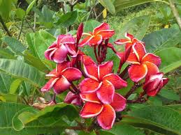 Gina Red Plumeria Frangipani Tropical Tree