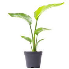 Maybe you would like to learn more about one of these? Strelitzia Nicolai White Bird Of Paradise Free Uk Delivery