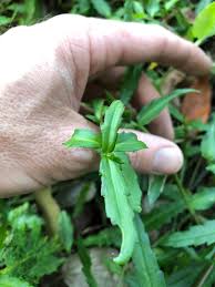 Image result for Enydra fluctuans