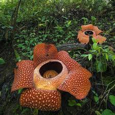 Mawar, tulip, kamboja, anggrek, edelweiss, lavender, bougenville, yang cantik, indah dan terbaru. Rafflesia Bunga Misterius Yang Butuh Sentuhan Peneliti Mongabay Co Id