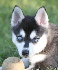 Klee kai have a sense of humor and may play tricks on their owner. 47 Alaskan Klee Kai Ideen Hunde Alaskan Klee Kai Tiere